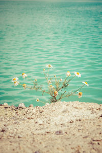 Scenic view of beach