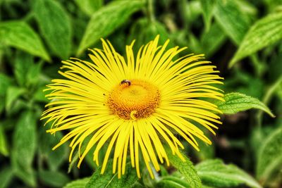 Close-up of insect on flower