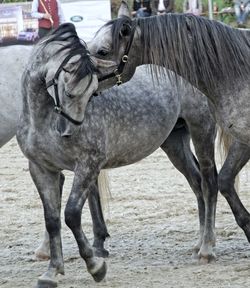 Horses on field