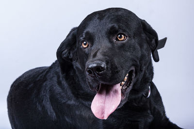 Close-up portrait of black dog against white background