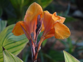 Close-up of orange lily of plant