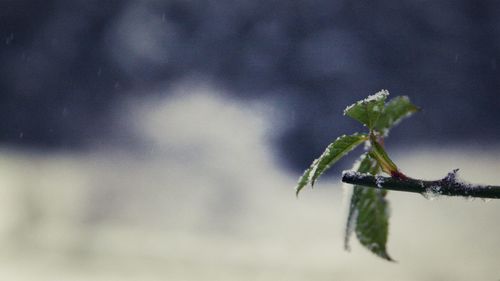 Close-up of plant in winter