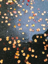 Autumn leaves on street