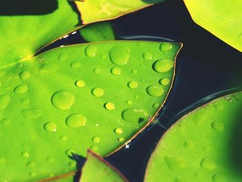 Close-up of water drops on leaf