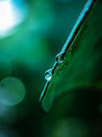 Close-up of water drop on leaf