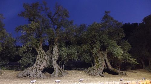 Trees on field against clear sky at night