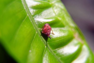 Close-up of insect on leaf