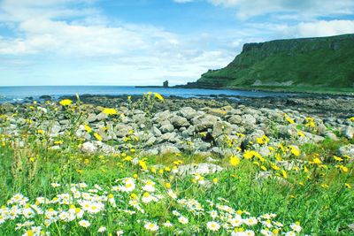 Close-up of yellow flowers on shore