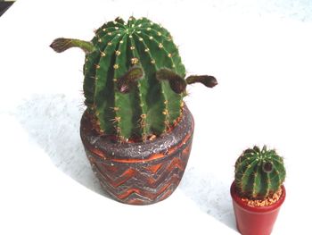 Close-up of potted cactus plant