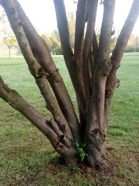 Close-up of tree trunk on field
