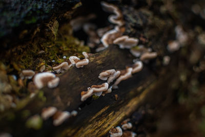 Close-up of mushrooms growing on tree trunk