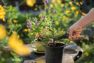 Cropped image of hand cutting plant at back yard