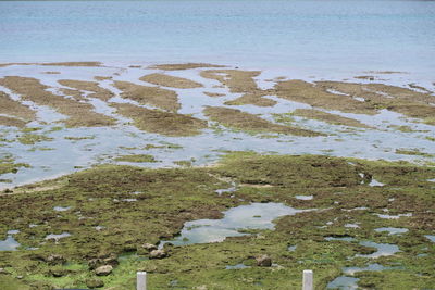 High angle view of wet beach