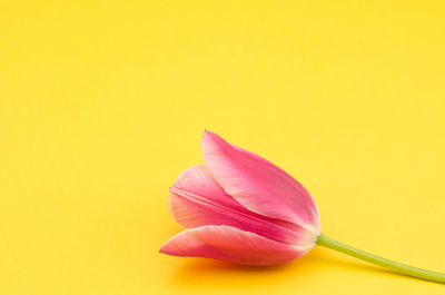 Close-up of pink tulip against yellow background