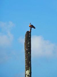 Low angle view of bird perching on wooden post against sky