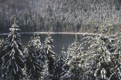 Snow covered trees in winter