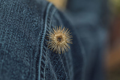 Close-up of dry thistle on person leg