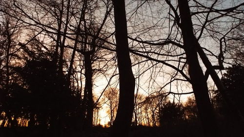 Silhouette of trees at sunset
