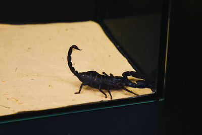 High angle view of insect on glass window