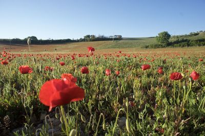 Red poppy flowers in field