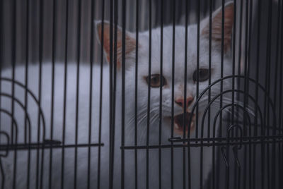 Portrait of cat in cage