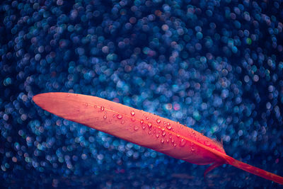 High angle view of red leaf in sea