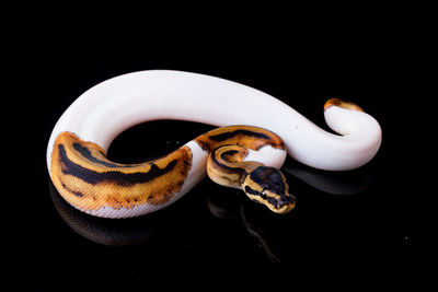 Close-up of snake against black background