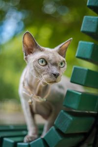 Portrait of cat looking away