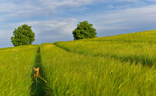 Scenic view of agricultural field against sky