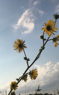 Low angle view of flowers blooming against sky