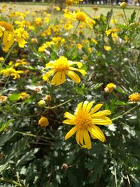 Close-up of yellow flowers blooming outdoors