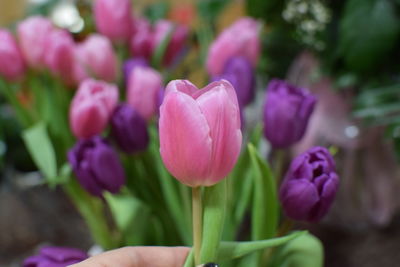 Close-up of pink tulips