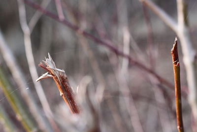 Close-up of wilted plant