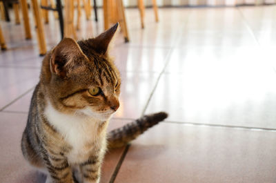 Close-up of cat sitting