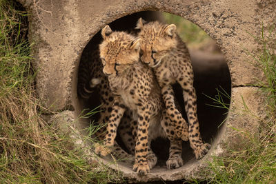 Cheetah cubs by stone hole in forest