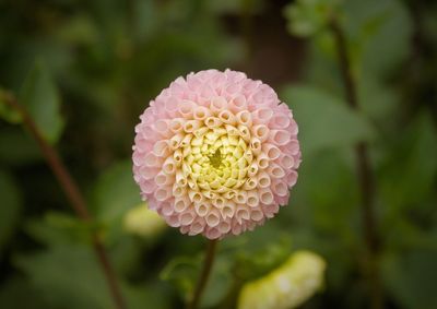 Close-up of pink flower