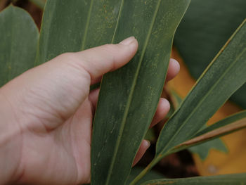 Close-up of hand holding plant