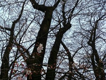 Low angle view of trees in forest against sky