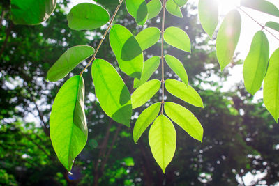 Low angle view of green leaves on tree