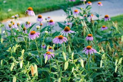 Coneflowers blooming alongside of tiger lilies in the garden