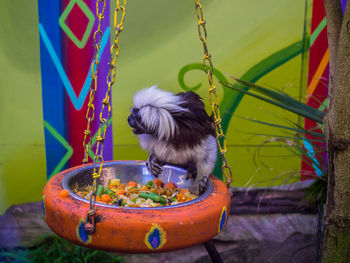 Cotton-top tamarin feeding in zoo