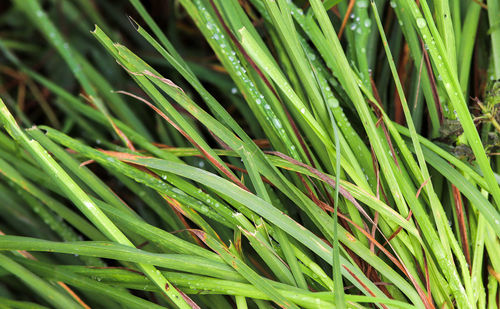 Full frame shot of wet grass