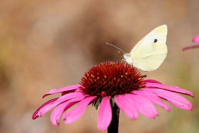 Close-up of butterfly on pink flower