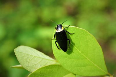 Close-up of insect on leaf