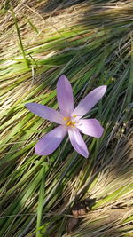 High angle view of purple crocus flower