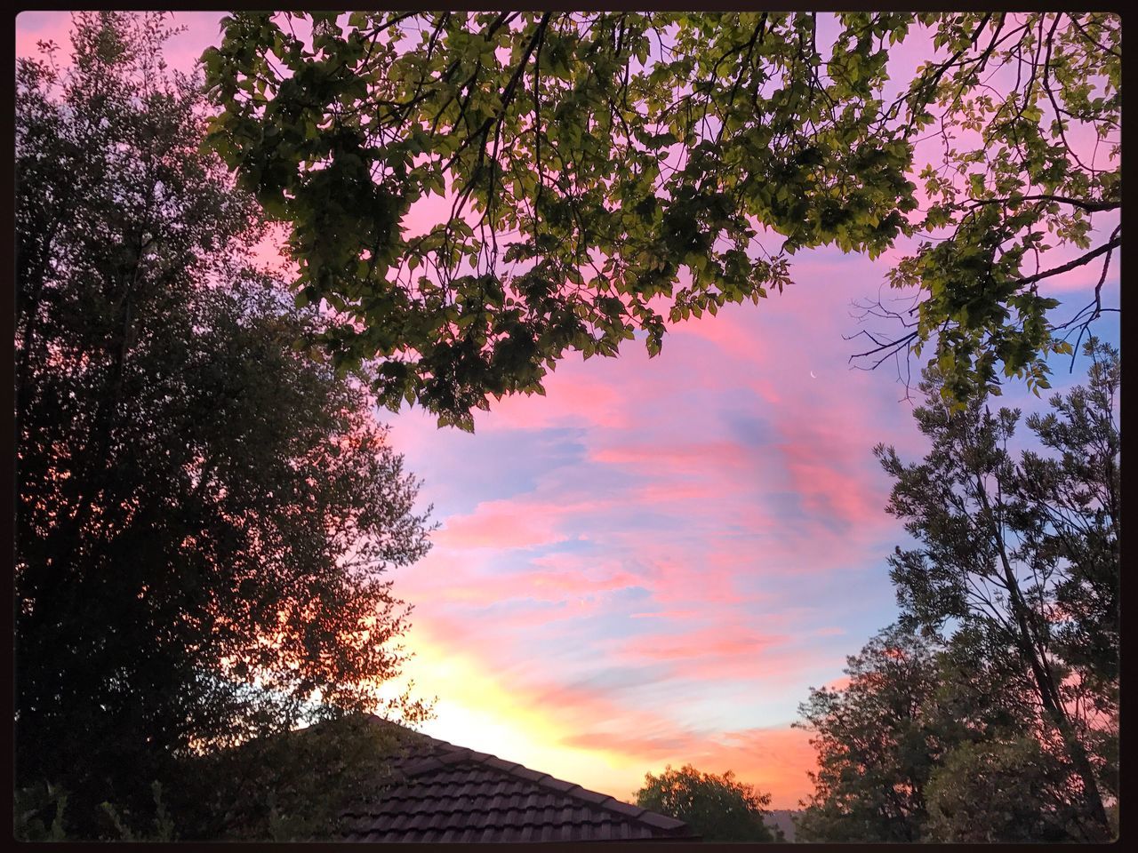 tree, sky, sunset, beauty in nature, growth, nature, low angle view, no people, outdoors, branch, day, freshness