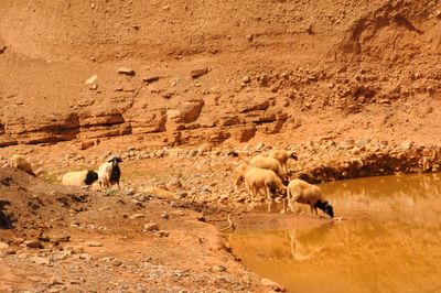 Sheep in desert