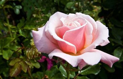 Close-up of pink rose