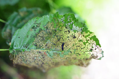 Close-up of moss on plant