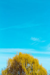 Yellow plants against blue sky